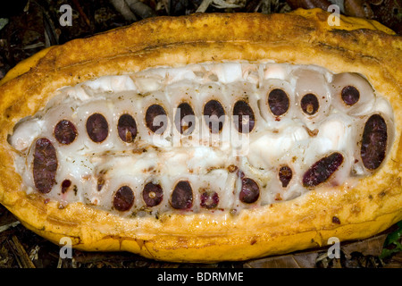 Aperto pod di cacao che mostra i fagioli all'interno Foto Stock