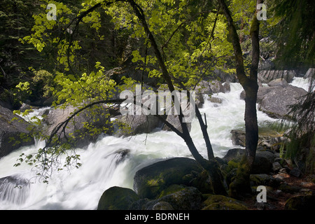 Aceri retroilluminato linea la Merced River sotto primaverile caduta, Yosemite National Park, California, Stati Uniti d'America. Foto Stock
