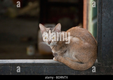 Le monache' animale gatto a Zayar Thein Gyi Convento poste in un davanzale in attesa di sfridi dopo il monastero di pasto giornaliero nella saga Foto Stock