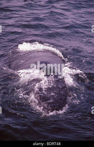 Humpback Whale, Megaptera novaeangliae, Channel Islands National Park, California Foto Stock