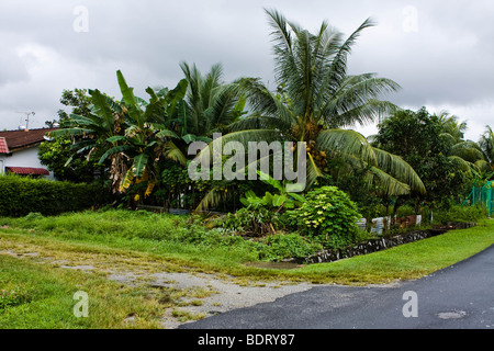 Le noci di cocco e banana alberi che crescono in un cortile malese Foto Stock