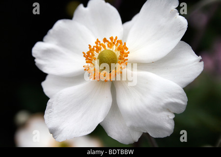 Bianco fiore anemone Foto Stock