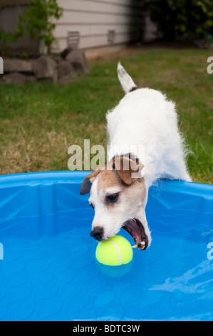 Jack Russell Terrier in cortile con una piccola piscina per bambini e il cane sta tentando di ottenere il tennis palla fuori della piscina Foto Stock