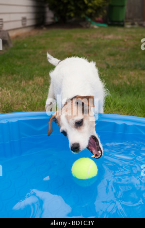 Jack Russell Terrier in cortile con una piccola piscina per bambini e il cane sta tentando di ottenere il tennis palla fuori della piscina Foto Stock