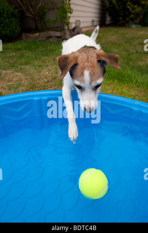 Jack Russell Terrier in cortile con una piccola piscina per bambini e il cane sta tentando di ottenere il tennis palla fuori della piscina Foto Stock