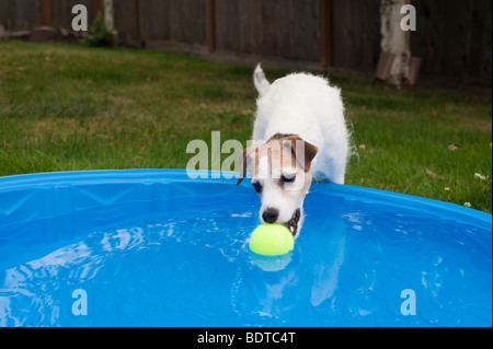 Jack Russell Terrier in cortile con una piccola piscina per bambini e il cane sta tentando di ottenere il tennis palla fuori della piscina Foto Stock