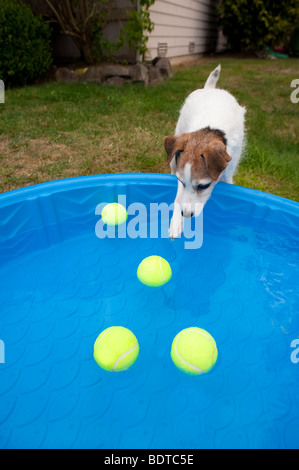 Jack Russell Terrier in cortile con una piccola piscina per bambini e il cane sta tentando di ottenere il tennis palla fuori della piscina Foto Stock