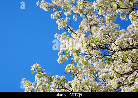 Fioritura melo Foto Stock