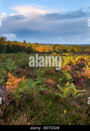 Colori autunnali a Rockford comuni a New Forest National Park Foto Stock