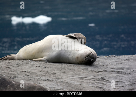 Graffiare il novellame di guarnizione di elefante, Ainsworth Bay, Cile Foto Stock