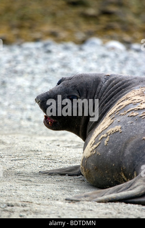 Il novellame di guarnizione di elefante, Ainsworth Bay, Cile Foto Stock