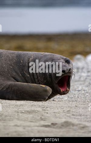 Il novellame di guarnizione di elefante, Ainsworth Bay, Cile Foto Stock