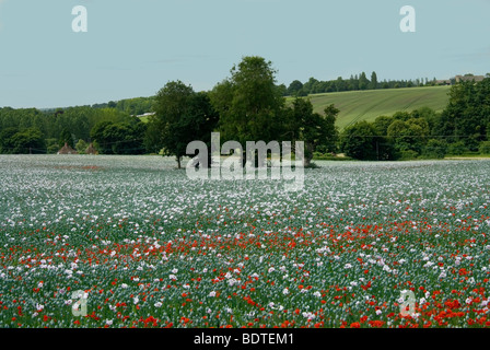 Papaveri selvatici inframmezzati tra papaveri cresciuti commercialmente per scopi medici in Hampshire Foto Stock