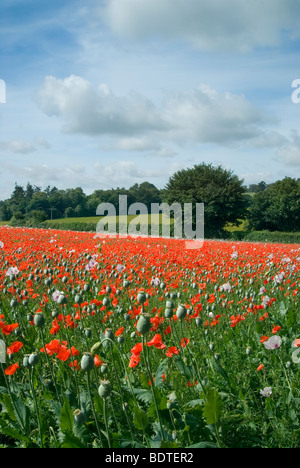 Papaveri selvatici inframmezzati tra papaveri cresciuti commercialmente per scopi medici in Hampshire Foto Stock