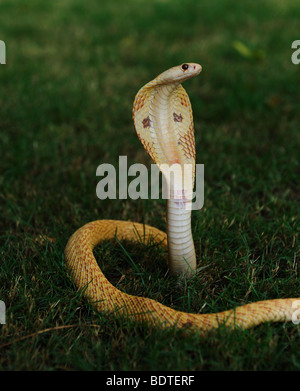 Albino cobra il cofano in posizione sollevata su un manto erboso Foto Stock