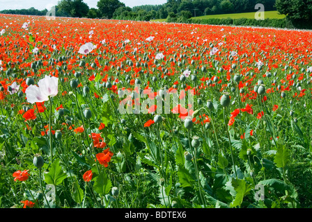 Papaveri selvatici inframmezzati tra papaveri cresciuti commercialmente per scopi medici in Hampshire Foto Stock