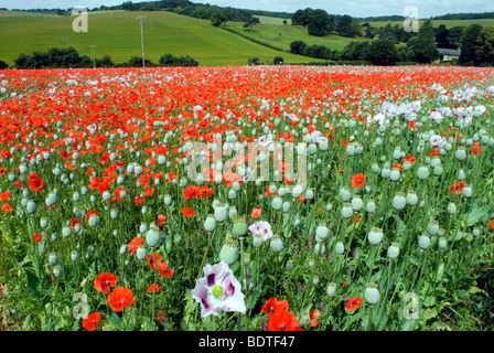 Papaveri selvatici inframmezzati tra papaveri cresciuti commercialmente per scopi medici in Hampshire Foto Stock