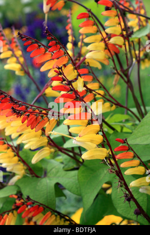 Ipomoea lobata, Mina lobata dall'aspetto esotico pianta rampicante Foto Stock