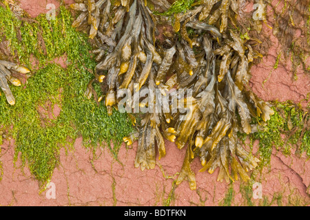 Fondo marino a bassa marea a testa Burncoat Park - Baia di Fundy, Nova Scotia, Canada Foto Stock