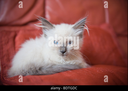 Ragdoll kitten (8 settimane di età) Foto Stock