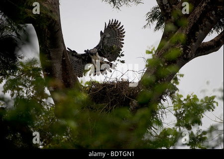 Arpia Aquila (Harpia harpyia) Foto Stock