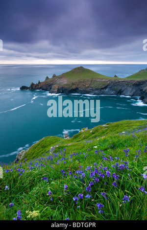 Bluebells comune (Hyacinthoides non scriptus) cresce sui pendii scogliera vicino le groppe, North Cornwall, Inghilterra. Foto Stock