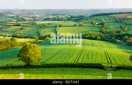 Inglese rurale estate scene di campagna vicino a Stockleigh Pomeroy, Devon, Inghilterra. Per il periodo estivo (Giugno) 2009 Foto Stock