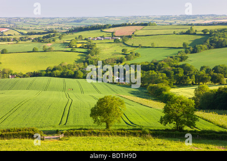 Terreni agricoli di rotolamento vicino Stockleigh Pomeroy, Devon, Inghilterra. Per il periodo estivo (Giugno) 2009 Foto Stock