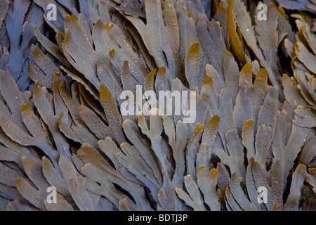 Le alghe Cornwall Inghilterra Regno Unito Regno Unito Foto Stock