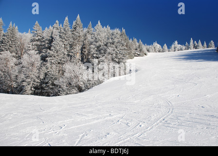 Pista da sci su albero coperto al lato della montagna in Canada Foto Stock