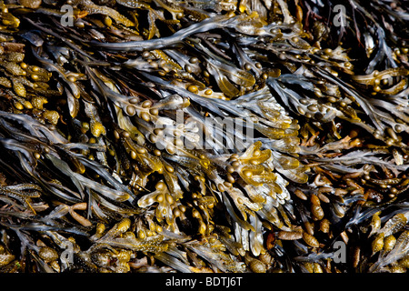 Le alghe Cornwall Inghilterra Regno Unito Regno Unito Foto Stock