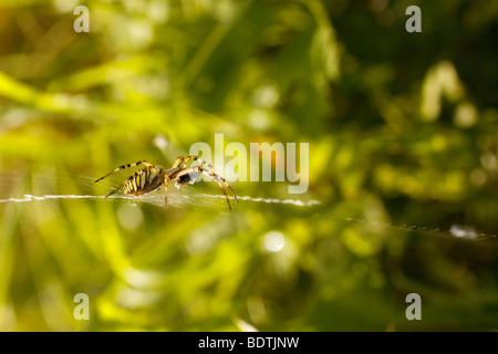 Crociera (zebra ponticello, argiope bruennichi) seduto nel suo spider web insetti di caccia. Foto Stock