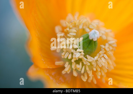 Meconopsis cambrica Welsh poppy Foto Stock