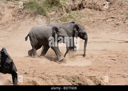 Adorabili e simpatici funny twin neonato elefanti africani in esecuzione eccitato, mescolando polvere, guardato da adulti in riverbank nel Masai Mara del Kenya Foto Stock