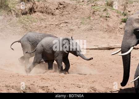 Adorabili e simpatici funny twin neonato elefanti africani eccitato in esecuzione, mescolando polvere, guardato da adulti in riverbank nel Masai Mara Kenya Foto Stock