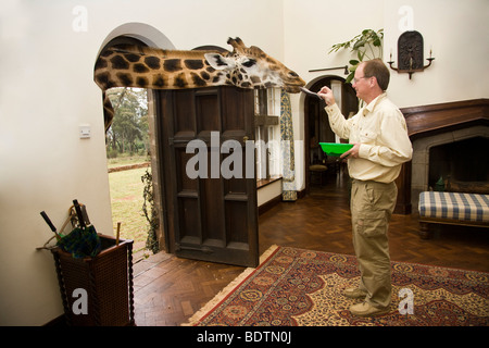 Maschio a turistica Giraffe Manor, Nairobi, Kenya alimentando una giraffa bloccata la sua testa attraverso la porta aperta nella casa, lungo tounge out prendendo il cibo Foto Stock