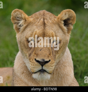 Leonessa Lion (Panthera leo) rilassante nel Parco Nazionale di Kruger, Sud Africa. Foto Stock