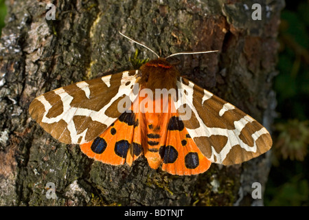 Brauner Bär, Arctia caja, giardino tiger moth Foto Stock