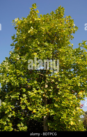 Amerikanischer Tulpenbaum, American tulip tree, liriodendron tulipifera, Foto Stock