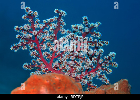 Rosa corallo morbido (Siphonogorgia godeffroyi) cresce su una spugna, mare fan, corallo, Bali, Lesser Sunda Islands, Mare di Bali, Indonesia Foto Stock