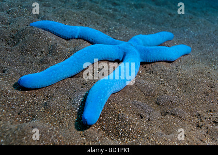 Blue Sea Star (Linckia laevigata), cinque bracci di sabbia sul terreno, Bali, Lesser Sunda Islands, Mare di Bali, Indonesia, Oceano Indiano, un Foto Stock