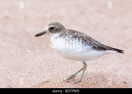 Charadrius bicinctus nastrare Dotterel Plove di montagna Foto Stock