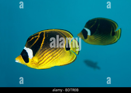 Coppia di Raccoon Butterflyfish (Chaetodon lunula), nuoto in acque blu, Tulamben, Bali, Indonesia, Oceano Indiano, Asia Foto Stock