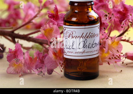 Bottiglia con fiori di Bach Stock Remedy, Red Chestnut, Aesculus carnea Foto Stock