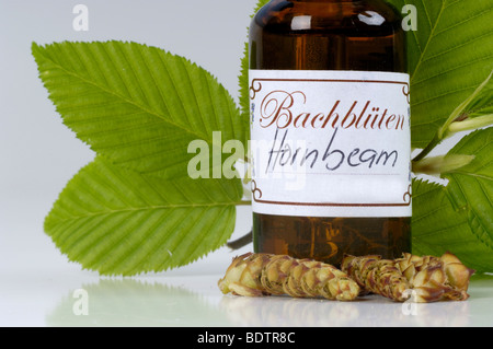 Bottiglia con fiori di Bach Stock Remedy, caprifoglio, Lonicera caprifolium Foto Stock