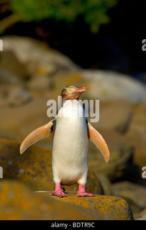 Giallo-eyed penguin, (megadyptes antipodes) nuova zelanda, Isola del Sud, curio bay Foto Stock
