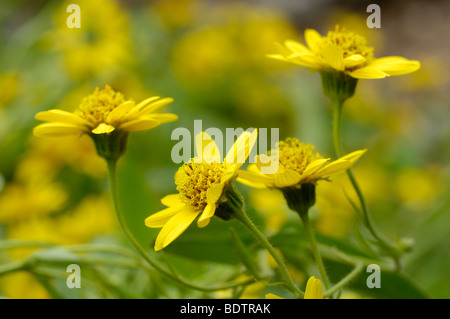 Arnica (Arnica montana) Echte Arnika Foto Stock