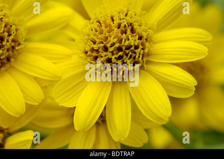 Arnica (Arnica montana) Echte Arnika Foto Stock