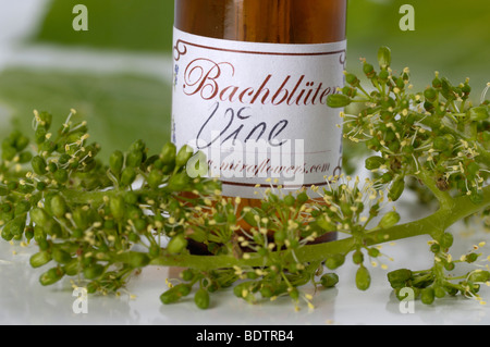 Bottiglia con fiori di Bach Stock Remedy Foto Stock