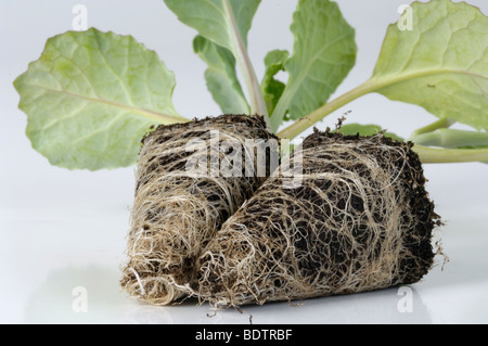 Junge Brokkoli Gemuesepflanzen (Brassica oleracea var. italica) pianta giovane broccoli Foto Stock